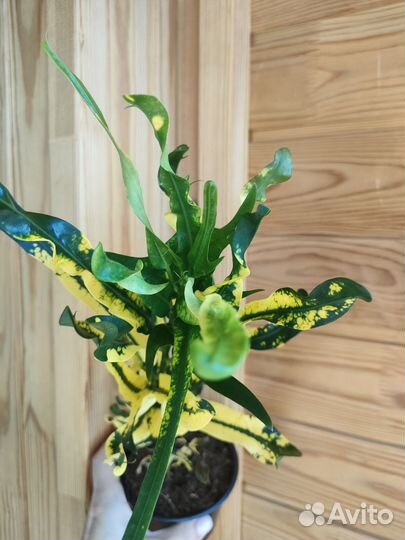 Кодеум Пигтейл