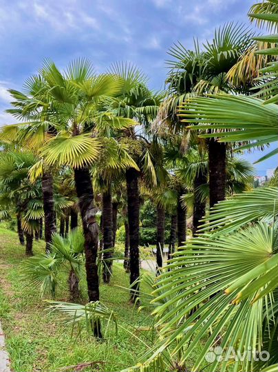 Пальма веерная трахикарпус