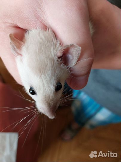 Крысята от сиамской дамбо пары