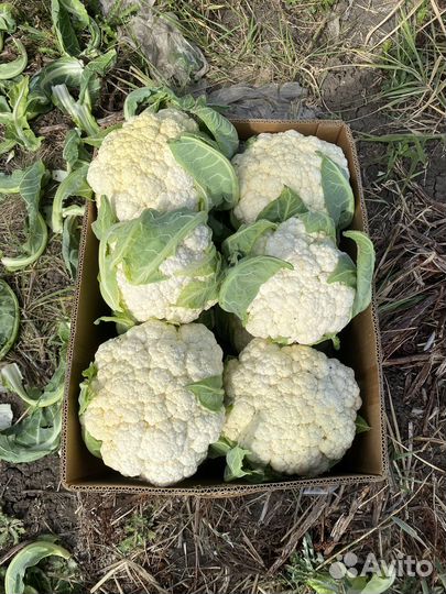 Цветная капуста