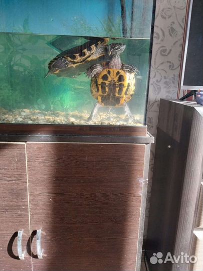 Красноухая черепаха с аквариумом