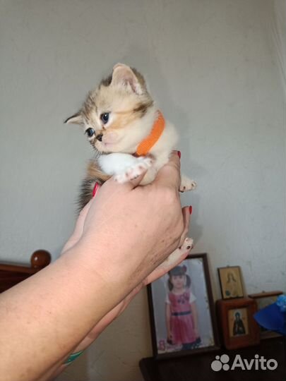 Экзотические котята