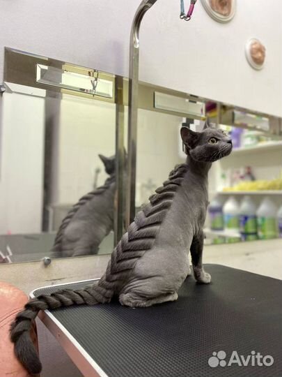 Стрижка собак и кошек - Умка Зооцентр