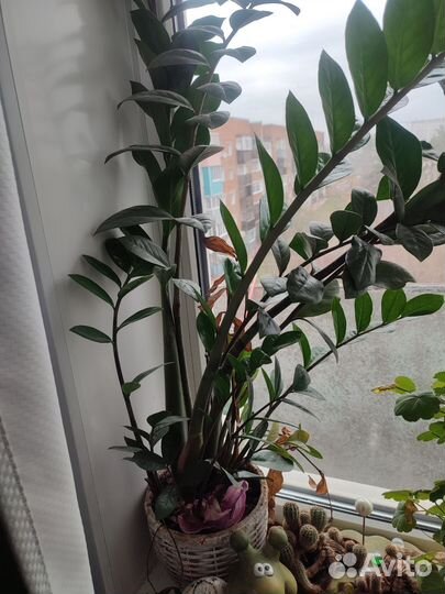 Замиокулькас долларовое дерево