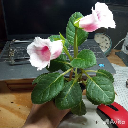 Мини глоксинии, тидеи и синнингии