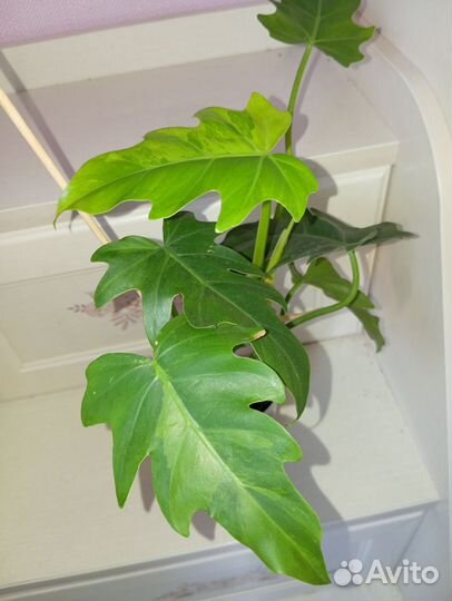 Филодендрон Радиатум вар