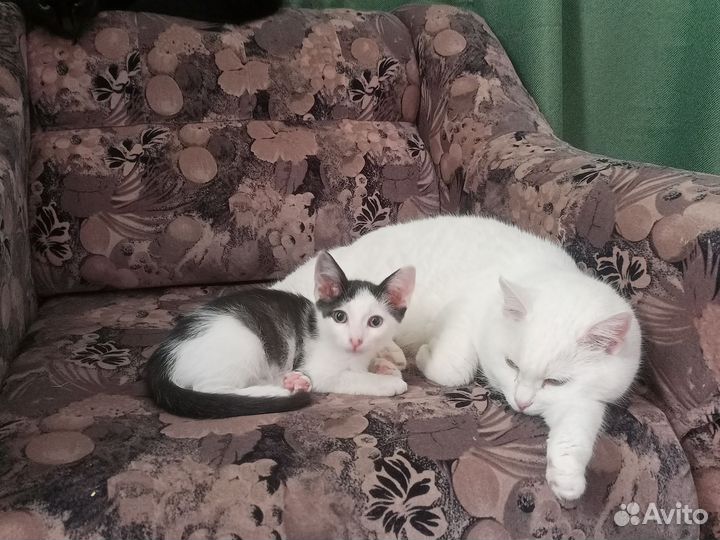 Котёнок Бендер из знаменитого видео - мема