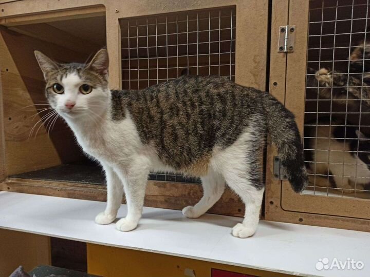 Ласковый молодой кот