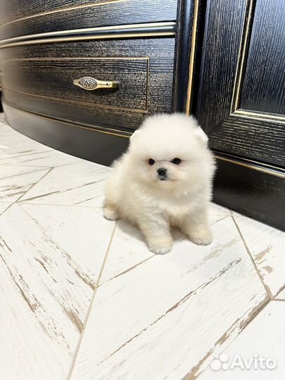 White мальчик померанский шпиц