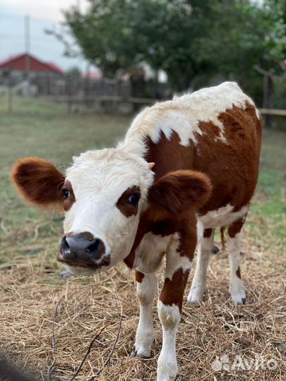 Телята бычки сементалы