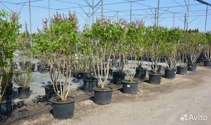 Сирень венгерская