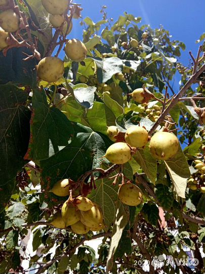 Семена Павловния Войлочная