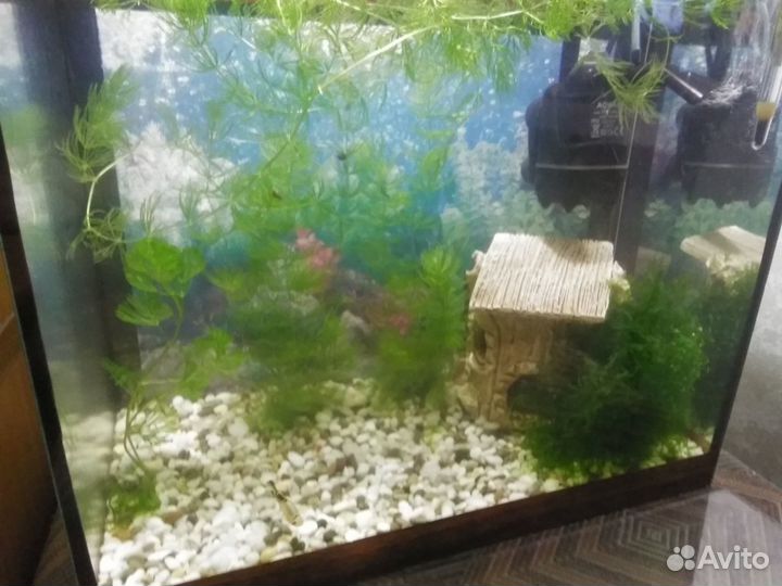 Домик, грот, растения для рыб