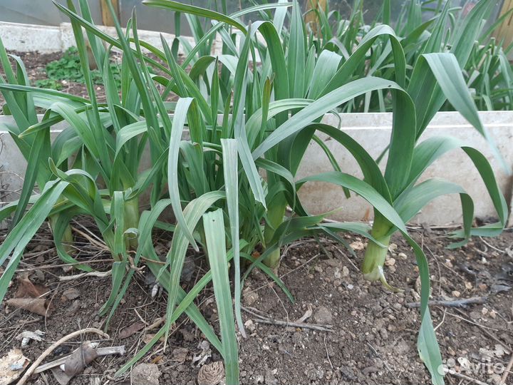 Рассада луко чеснок Рокамболь