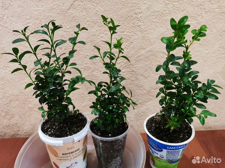 Комнатные растения