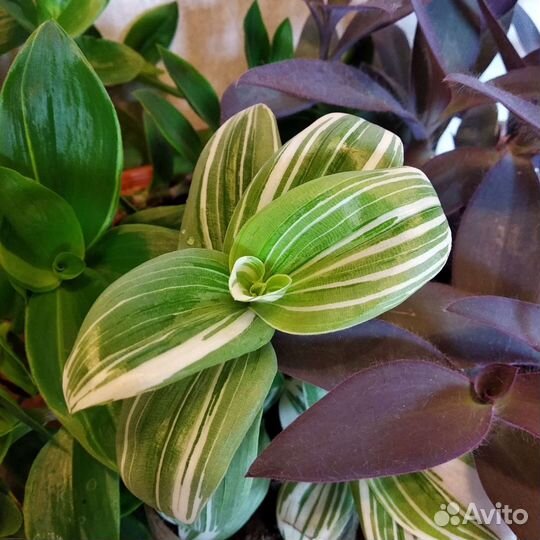 Традесканции 3 вида