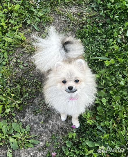 Померанский шпиц девочка