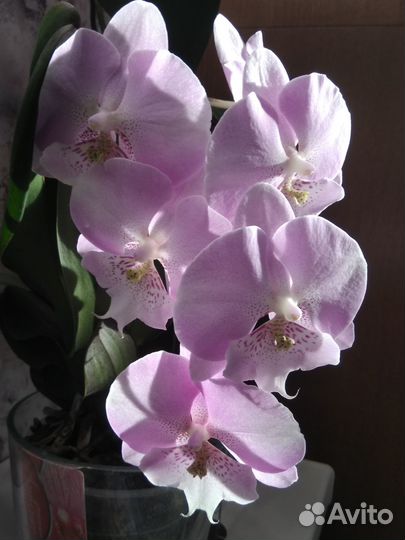 Орхидея 