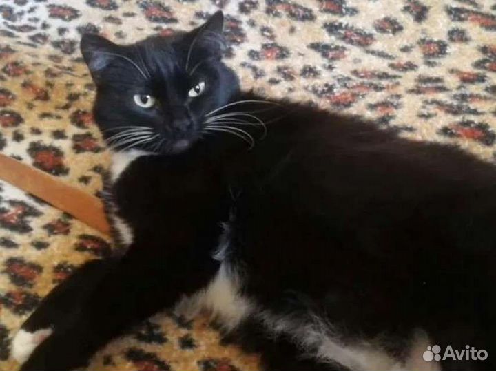 Кошка, 20.10 день рождения, стерил, домашняя