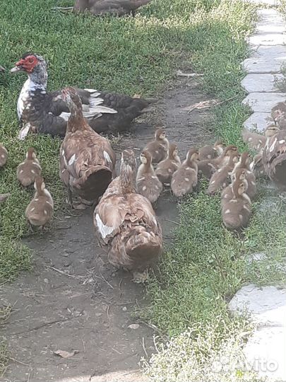 Мускусные утята.Уточки.Селезни