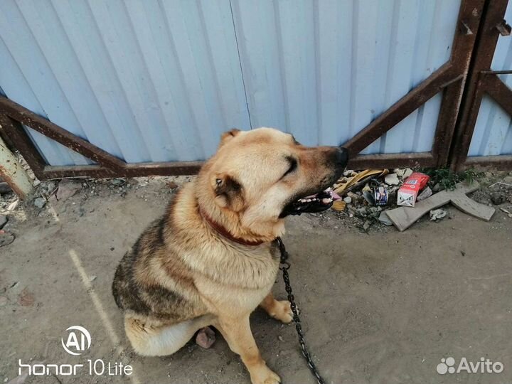 Гурдбасар кобель вязка