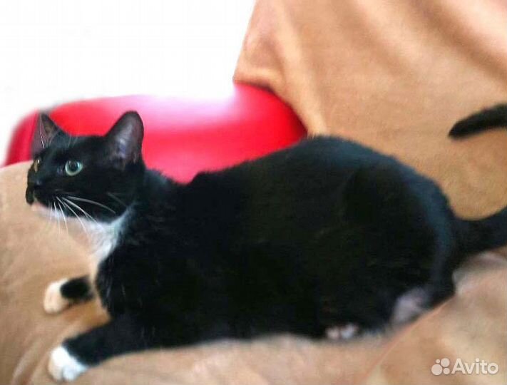 Молоденькая кошечка Алиса, в дар