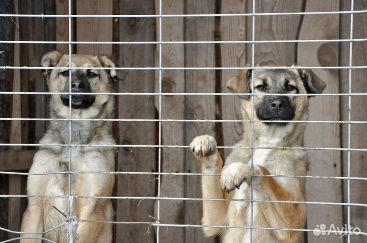 Собаки девчонки даром