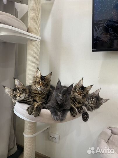 Кошки мейн-кун