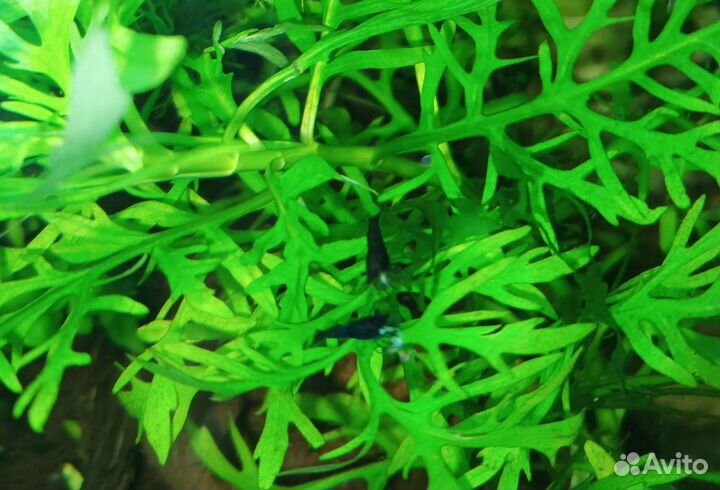 Рыбки живородящие,сомики, креветки