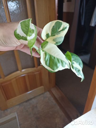 Эпипремнум Н джой