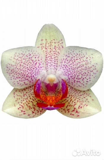 Орхидея фаленопсис Неон Меджик