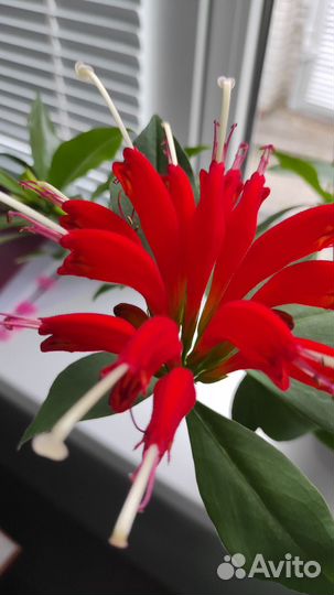 Эсхинантус (перо жар птицы)