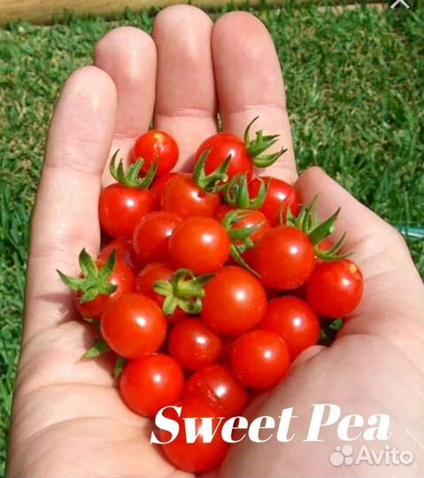 Продам коллекционные семена черри