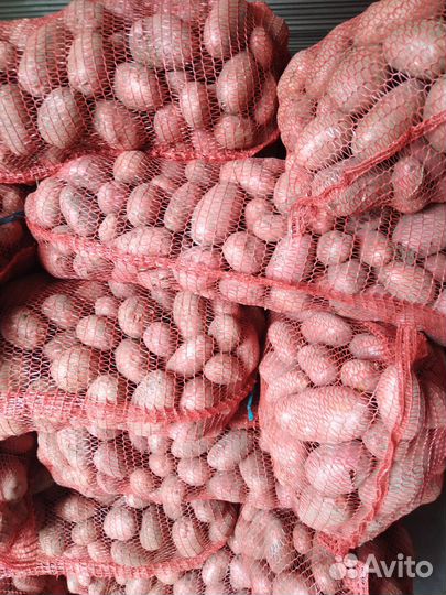 Продажа картофеля оптом и в розницу