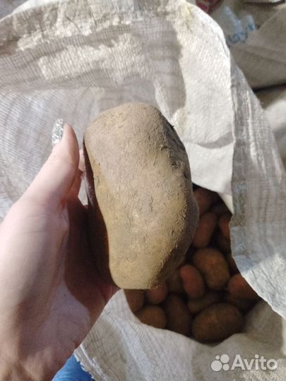 Продам картофель