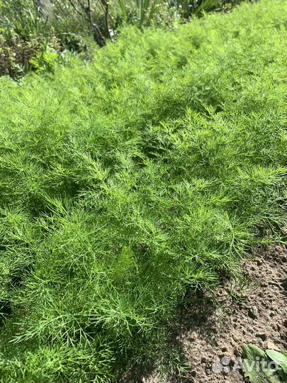 Свежий укроп