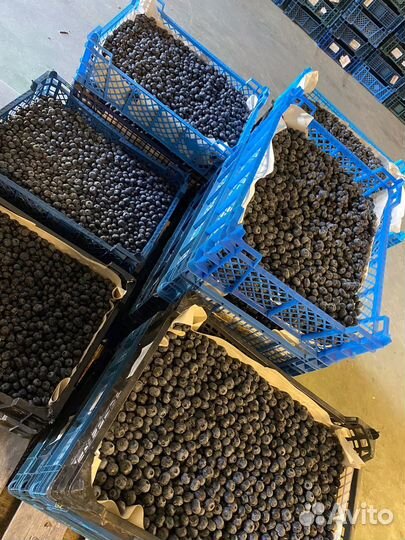 Голубика садовая саженцы