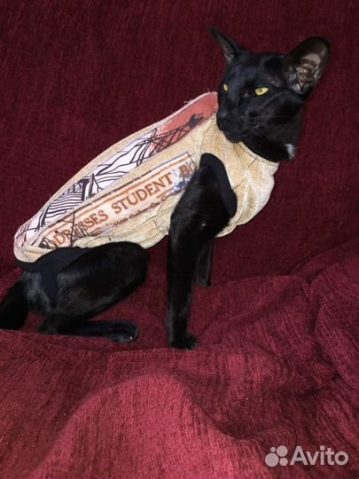 Корсеты для собак и кошек. Шейные корсеты