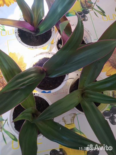 Традесканция рэо