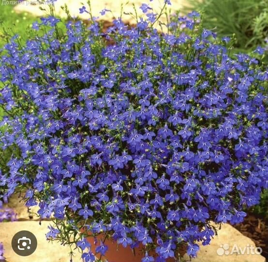 Лобелия рассада
