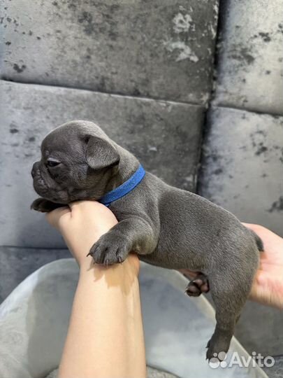 Французский бульдог голубой мальчик
