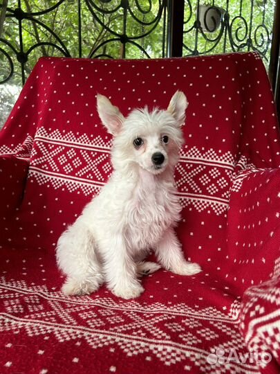 Китайская хохлатая