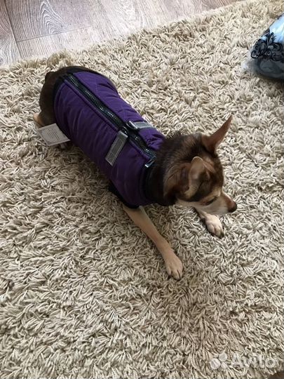 Жилетка для маленьких собак