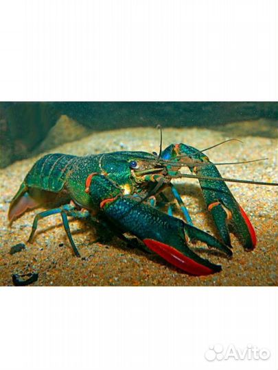 Австралийский рак