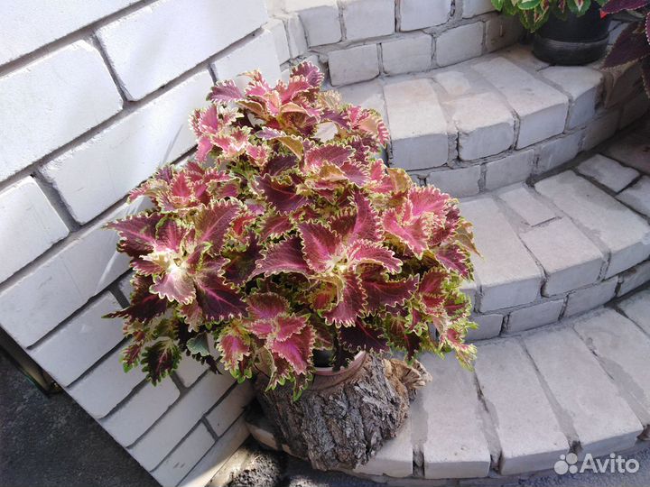 Цветы Колеусы