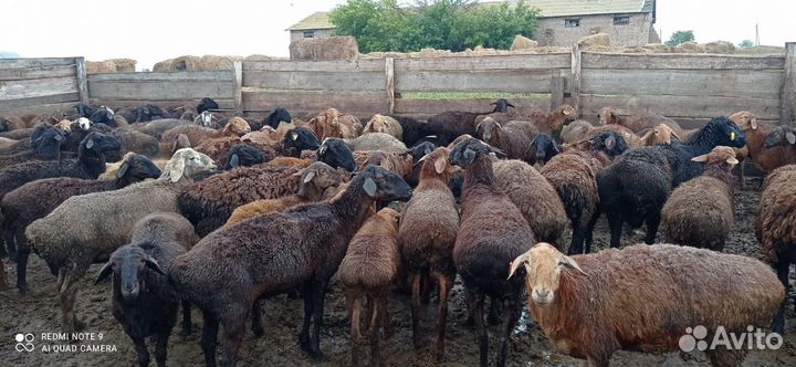 Курдючные бараны овцы, ярки