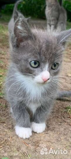 Кошки в добрые руки