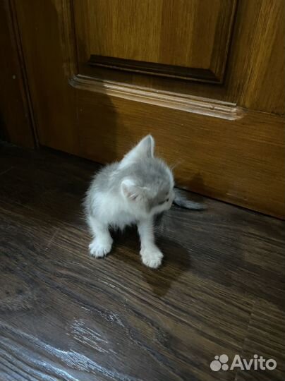 Котенок в добрые руки