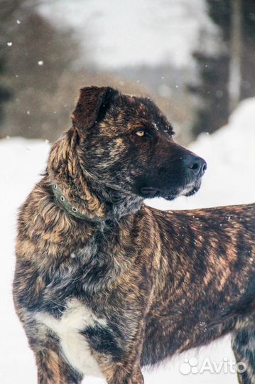 Ищет дом великолепный пес Марк