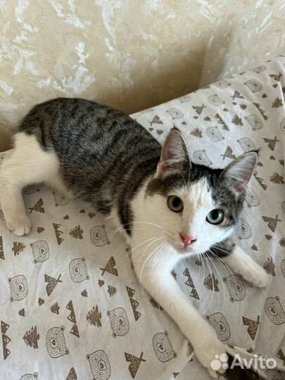 В добрые руки